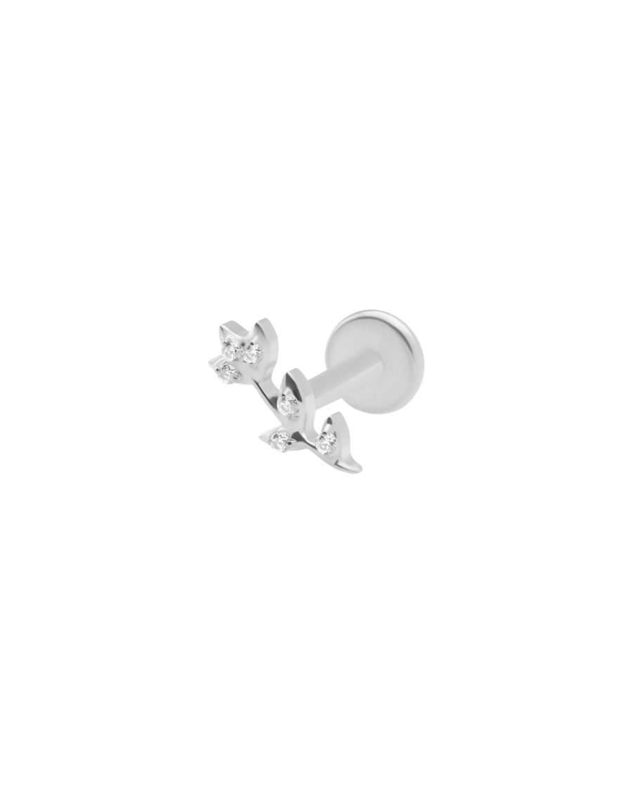 Acacia